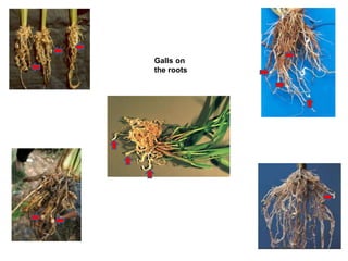 Galls on
the roots
 