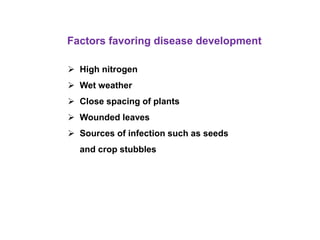 Factors favoring disease development
 High nitrogen
 Wet weather
 Close spacing of plants
 Wounded leaves
 Sources of infection such as seeds
and crop stubbles
 