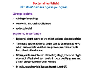 Bacterial leaf blight
CO: Xanthomonas oryzae pv. oryzae
Damage toplants
 wiltingof seedlings
 yellowingand drying of leaves
 reducedyield
Economic importance
 Bacterialblight isone of themost seriousdiseasesof rice
 Yield loss due to bacterialblight can be as much as 70%
whensusceptiblevarieties are grown,inenvironments
favorable to thedisease
 Whenplantsareinfectedatbooting stage,bacterialblight
does not affectyield but resultsin poor qualitygrains and
a highproportionof broken kernels
 In India,causingyield losses from6% to60%
 