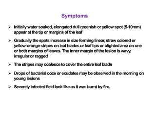 Symptoms
 Initiallywatersoaked,elongateddull greenishor yellow spot (5-10mm)
appear atthe tipor margins of theleaf
 Graduallythespots increasein sizeforminglinear,strawcoloredor
yellow-orangestripeson leaf blades orleaftips or blightedarea on one
orboth margins of leaves. The inner marginof the lesioniswavy,
irregularor ragged
 The stripesmay coalescetocover the entireleafblade
 Drops of bacterialooze orexudatesmay be observed in the morningon
young lesions
 Severely infectedfieldlook like as itwasburnt by fire.
 