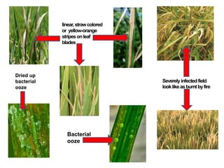 Dried up
bacterial
ooze
Bacterial
ooze
Severelyinfectedfield
looklikeasburntbyfire
linear,strawcolored
or yellow-orange
stripesonleaf
blades
 