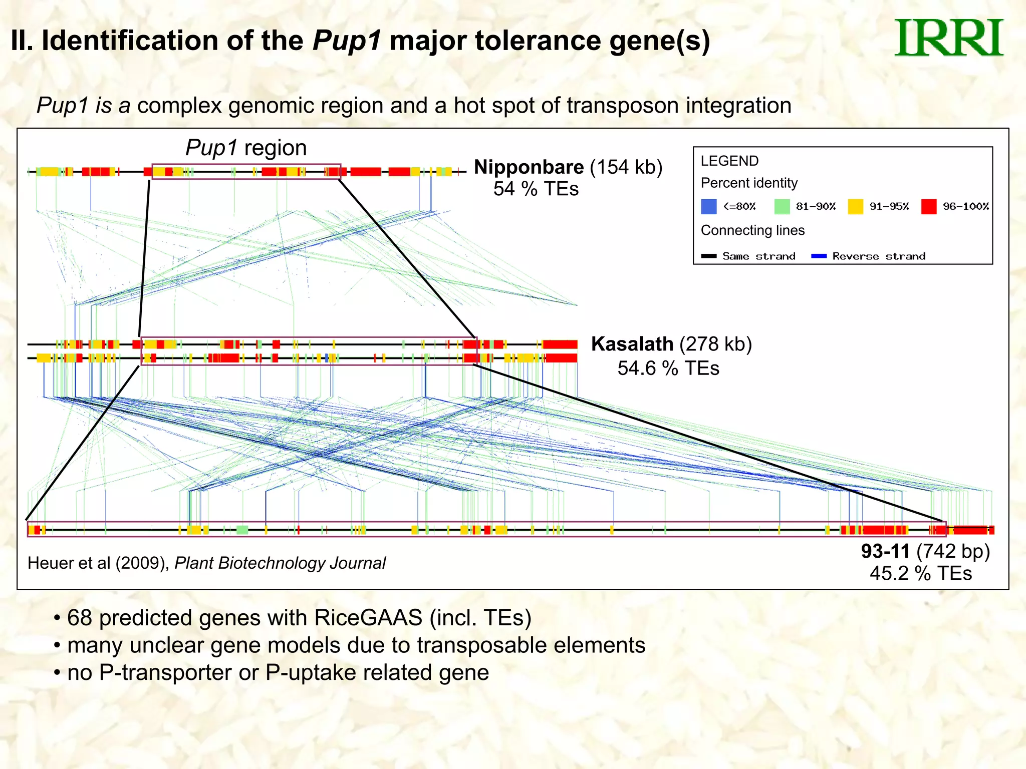 Pup1 region
93-11 (742 bp)
Kasalath (278 kb)
Nipponbare (154 kb)
Connecting lines
Percent identity
LEGEND
• 68 predicted genes with RiceGAAS (incl. TEs)
• many unclear gene models due to transposable elements
• no P-transporter or P-uptake related gene
Heuer et al (2009), Plant Biotechnology Journal
Pup1 is a complex genomic region and a hot spot of transposon integration
54 % TEs
54.6 % TEs
45.2 % TEs
II. Identification of the Pup1 major tolerance gene(s)
 
