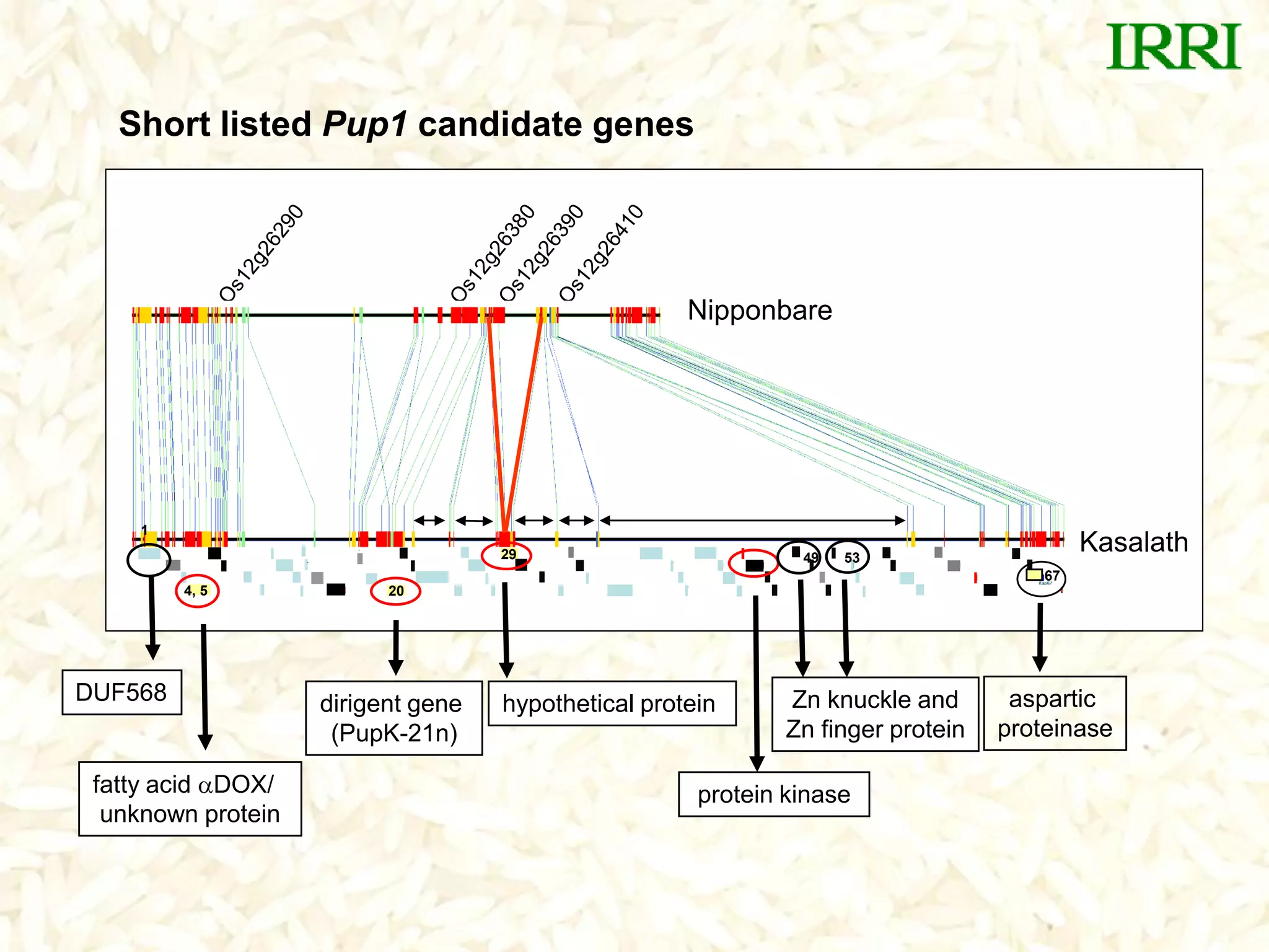 20
29
Kasalath
4, 5
Nipponbare
67
5349
1
protein kinase
hypothetical proteindirigent gene
(PupK-21n)
fatty acid DOX/
unknown protein
aspartic
proteinase
Zn knuckle and
Zn finger protein
DUF568
Short listed Pup1 candidate genes
 