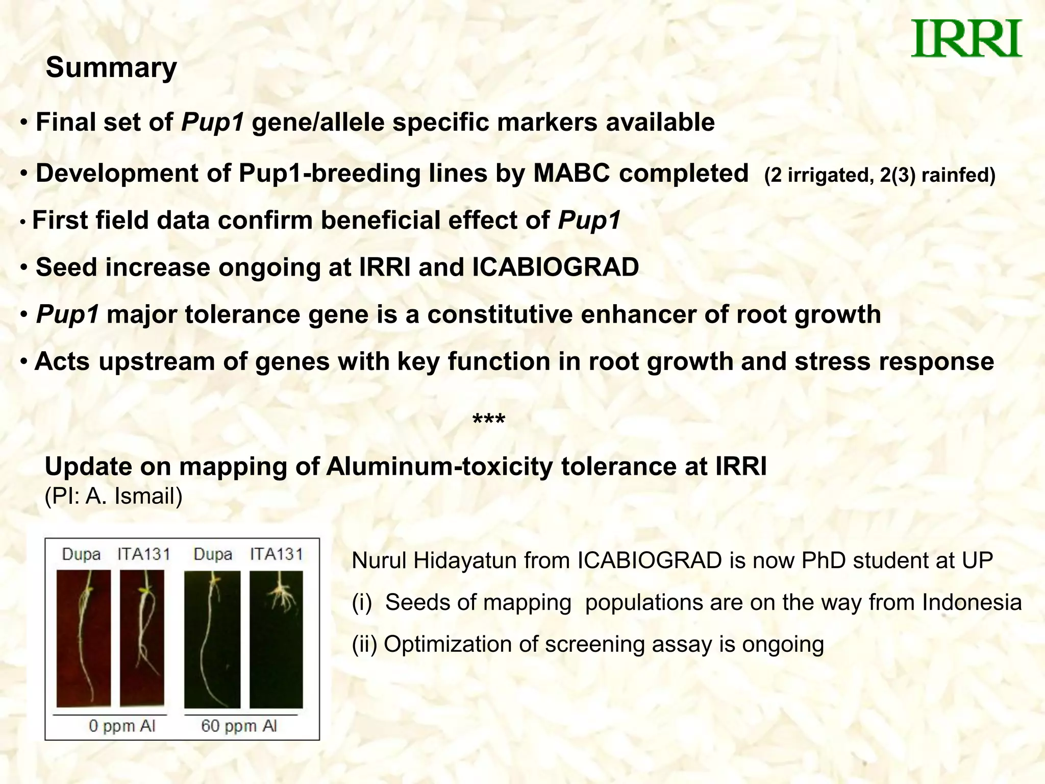 Summary
• Final set of Pup1 gene/allele specific markers available
• Development of Pup1-breeding lines by MABC completed (2 irrigated, 2(3) rainfed)
• First field data confirm beneficial effect of Pup1
• Seed increase ongoing at IRRI and ICABIOGRAD
• Pup1 major tolerance gene is a constitutive enhancer of root growth
• Acts upstream of genes with key function in root growth and stress response
Update on mapping of Aluminum-toxicity tolerance at IRRI
(PI: A. Ismail)
Nurul Hidayatun from ICABIOGRAD is now PhD student at UP
(i) Seeds of mapping populations are on the way from Indonesia
(ii) Optimization of screening assay is ongoing
***
 