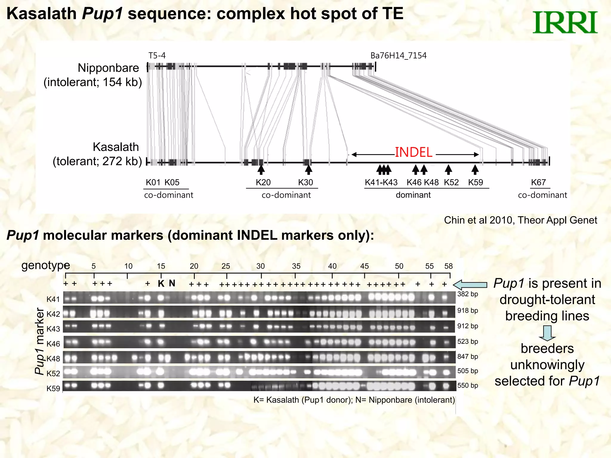 Kasalath Pup1 sequence: complex hot spot of TE
Pup1 molecular markers (dominant INDEL markers only):
+ + + + + + K + + + ++++ ++ + + +++ +++ ++ + + + +++ +++ ++ + ++
382 bp
918 bp
912 bp
523 bp
847 bp
505 bp
550 bp
N
K42
K46
K41
K43
K48
K52
K59
5 10 15 20 25 30 35 40 45 50 551 58
Pup1marker
K= Kasalath (Pup1 donor); N= Nipponbare (intolerant)
genotype
T5-4 Ba76H14_7154
K41-K43 K46 K48 K52 K59K20 K30
INDEL
dominantco-dominant
K01 K05
co-dominant
K67
co-dominant
Nipponbare
(intolerant; 154 kb)
Kasalath
(tolerant; 272 kb)
Pup1 is present in
drought-tolerant
breeding lines
breeders
unknowingly
selected for Pup1
Chin et al 2010, Theor Appl Genet
 