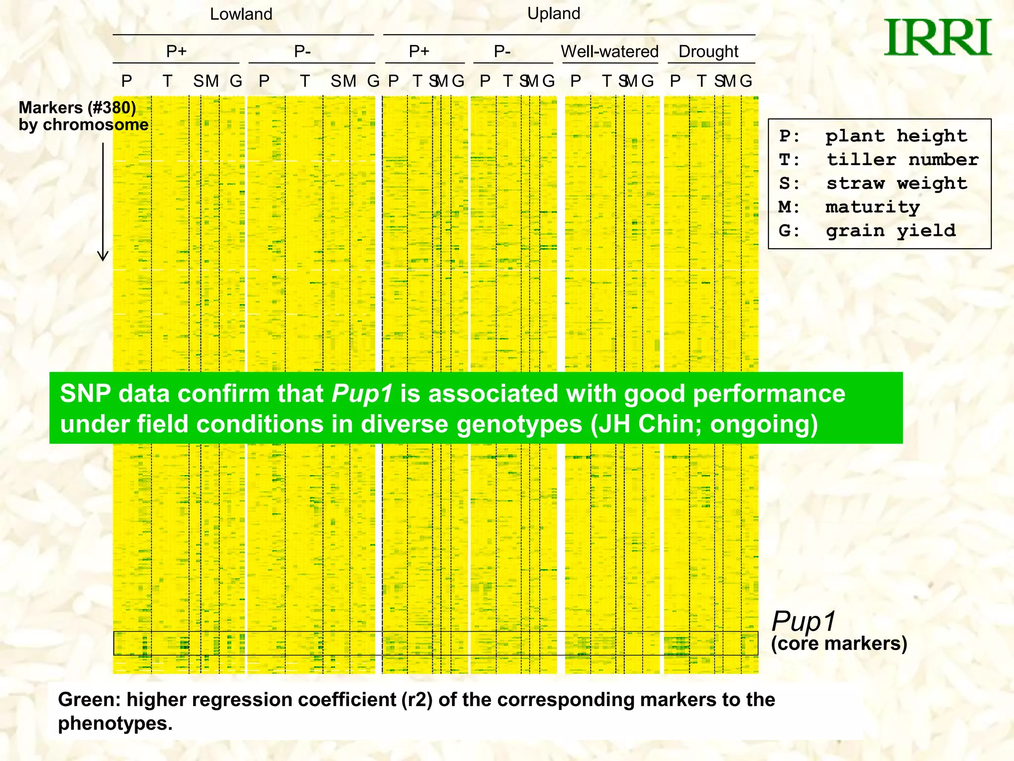 Lowland Upland
P+ P- P+ P- Well-watered Drought
P T SM G P T SM G P T SM G P T SM G P T SM G P T SM G
P: plant height
T: tiller number
S: straw weight
M: maturity
G: grain yield
Pup1
Markers (#380)
by chromosome
Green: higher regression coefficient (r2) of the corresponding markers to the
phenotypes.
SNP data confirm that Pup1 is associated with good performance
under field conditions in diverse genotypes (JH Chin; ongoing)
(core markers)
 