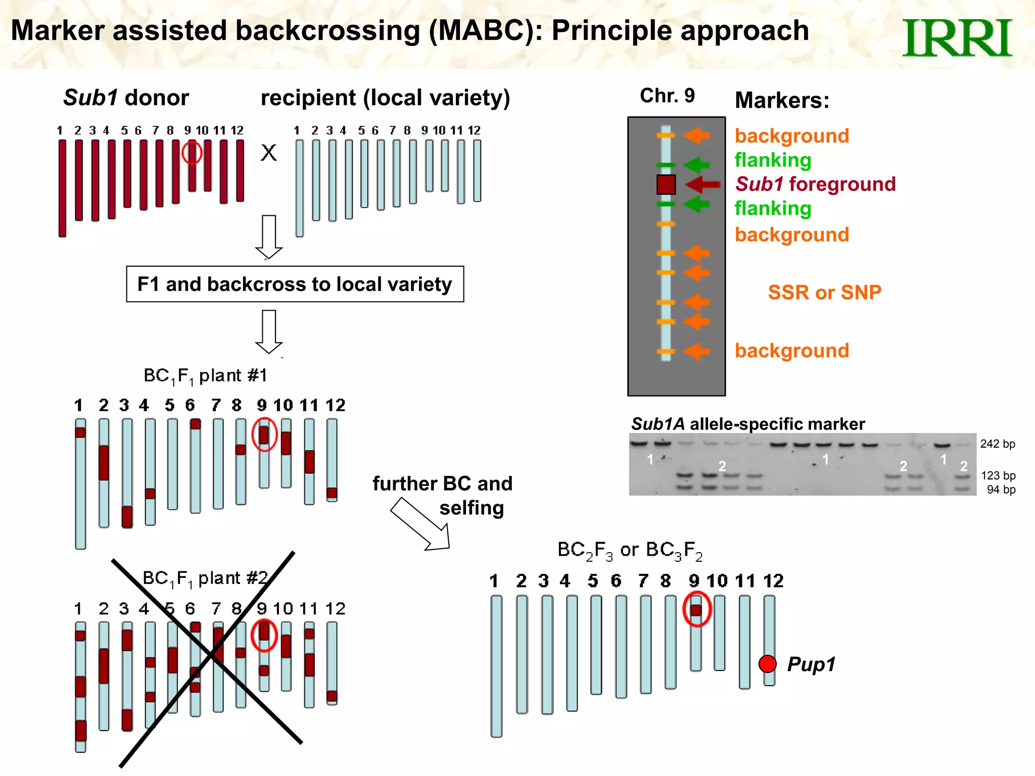 Marker assisted backcrossing (MABC): Principle approach
1 2 1 12 2
242 bp
123 bp
94 bp
Sub1A allele-specific marker
Markers:
background
flanking
Sub1 foreground
flanking
background
SSR or SNP
background
Chr. 9
further BC and
selfing
Sub1 donor recipient (local variety)
F1 and backcross to local variety
Pup1
 