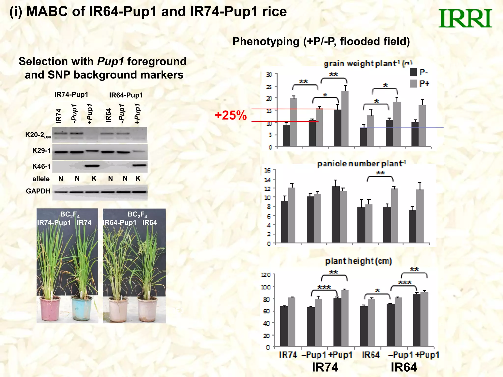 c
sister 4 (IR64-KK-NN) IR64-Pup1 BC2F3
= PH218-5-3 ?
BC2F4
IR64-Pup1 IR64
BC2F4
IR74-Pup1 IR74
K20-2Bsp
K29-1
K46-1
GAPDH
allele
IR74
-Pup1
+Pup1
IR64
-Pup1
+Pup1
IR74-Pup1 IR64-Pup1
N N K N N K
Selection with Pup1 foreground
and SNP background markers
(i) MABC of IR64-Pup1 and IR74-Pup1 rice
Phenotyping (+P/-P, flooded field)
IR74 IR64
+25%
 