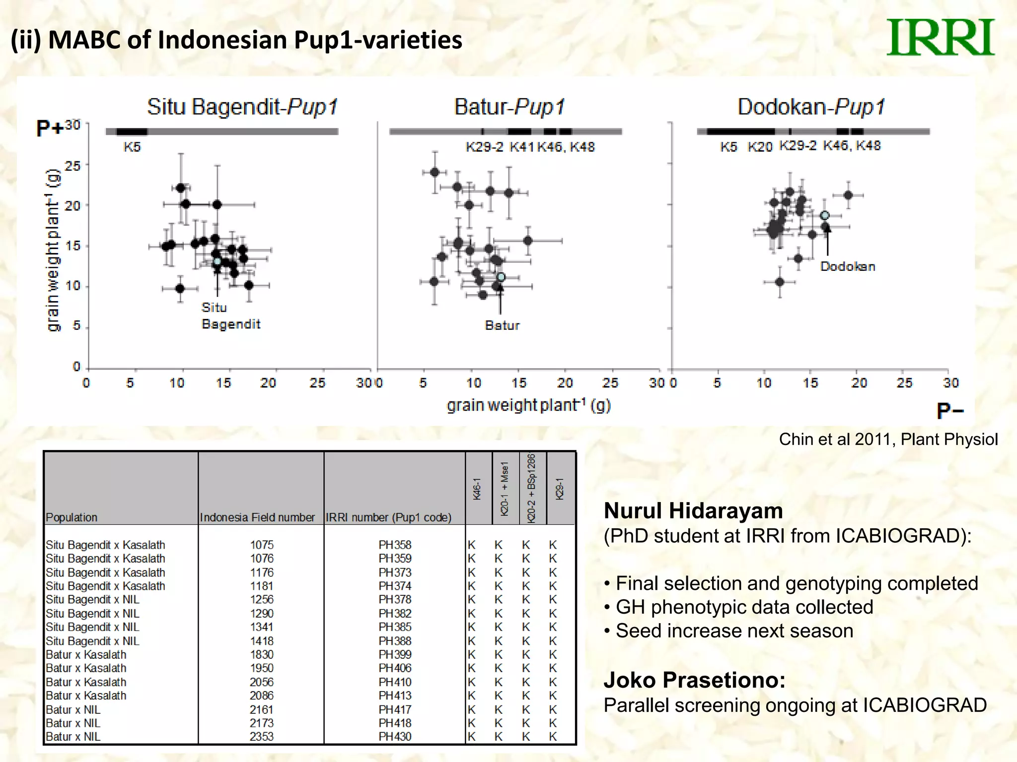 Chin et al 2011, Plant Physiol
(ii) MABC of Indonesian Pup1-varieties
Nurul Hidarayam
(PhD student at IRRI from ICABIOGRAD):
• Final selection and genotyping completed
• GH phenotypic data collected
• Seed increase next season
Joko Prasetiono:
Parallel screening ongoing at ICABIOGRAD
 