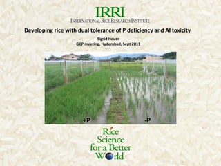 Sigrid Heuer
GCP meeting, Hyderabad, Sept 2011
+P -P
Developing rice with dual tolerance of P deficiency and Al toxicity
 
