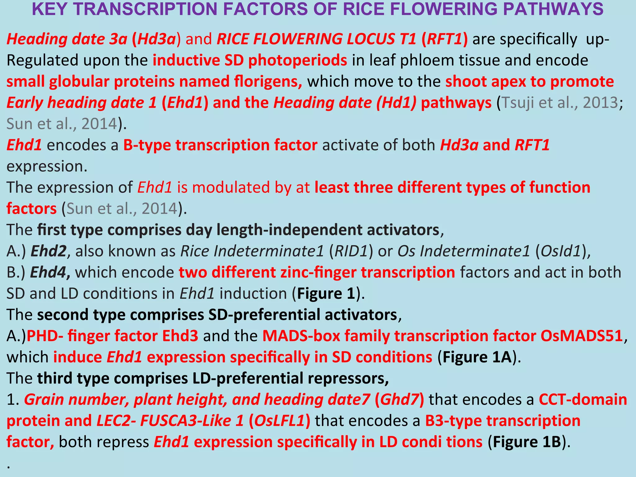 Epigenetic regulation of rice flowering and reproduction | PPT
