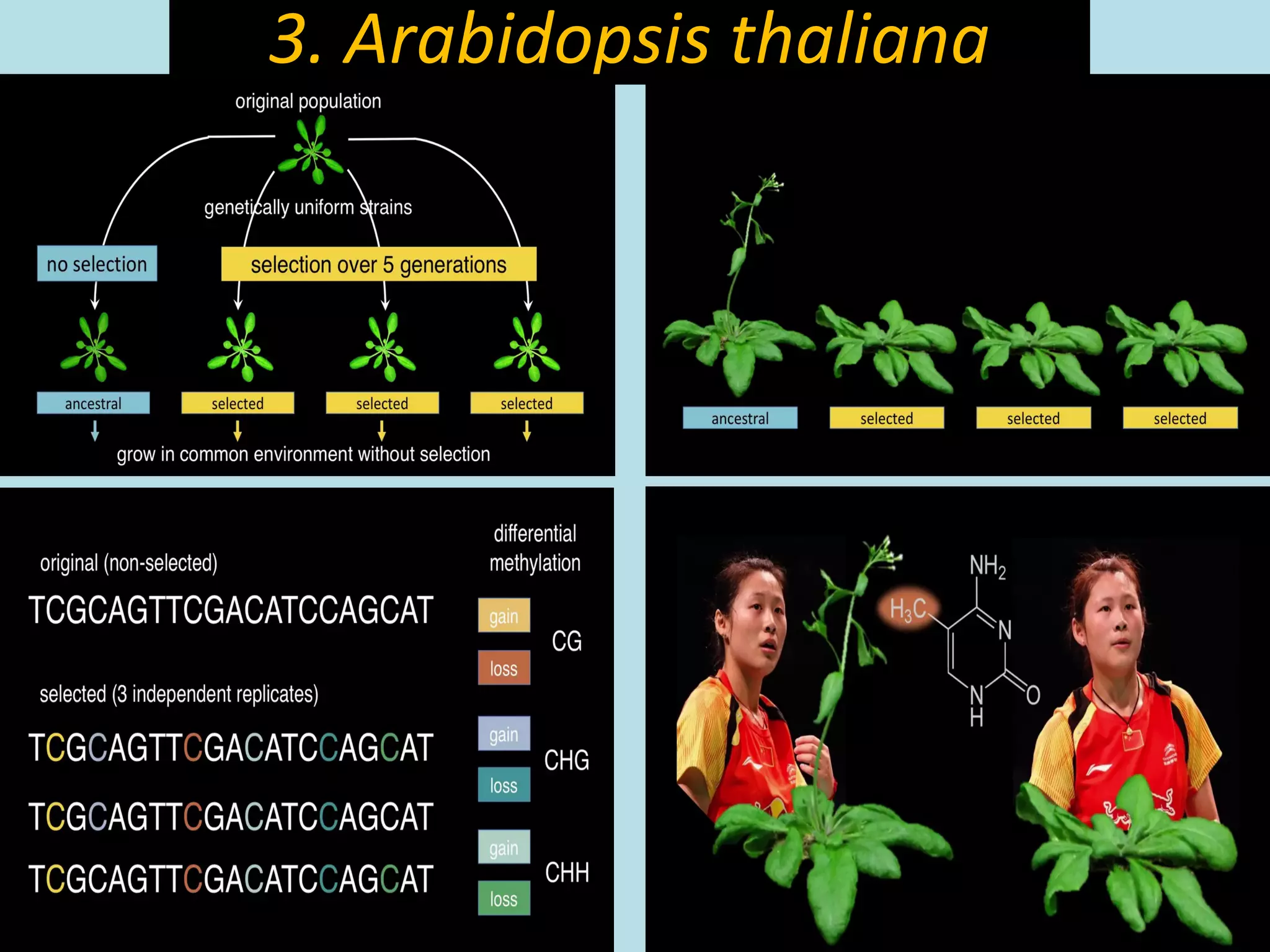 Epigenetic regulation of rice flowering and reproduction | PPT