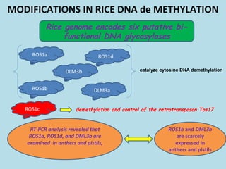 D18 Gene Rice Epigenetic regulation of rice flowering and reproduction | PPT