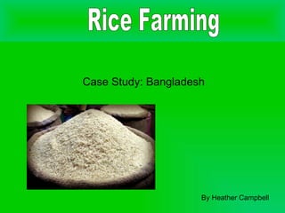 Case Study: Bangladesh By Heather Campbell Rice Farming 