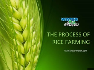 THE PROCESS OF
RICE FARMING
www.wateronclick.com
 