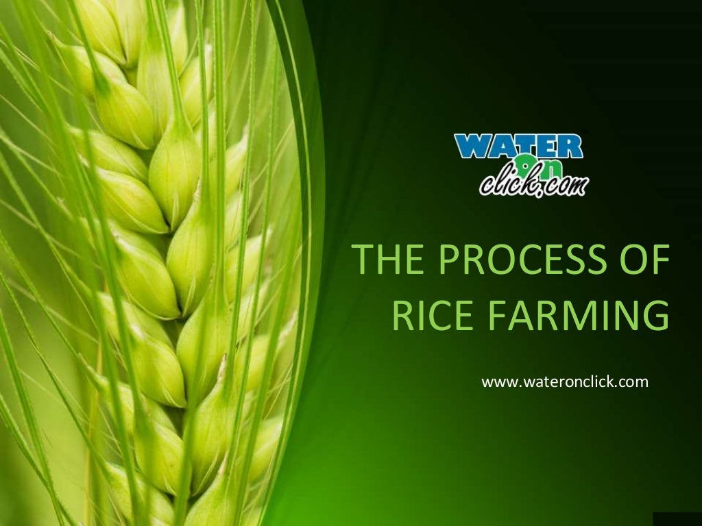 The Process Of Rice Farming Step By Step Slideshares