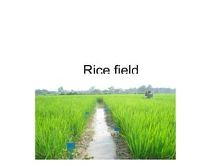 Rice field 
 