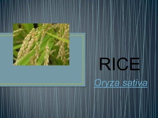 RICE
Oryza sativa

 