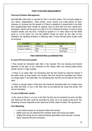 10
POST STOCKING MANAGEMENT
Feed and Fertilizer Management
Normally little extra feed is required for fish in rice-fish culture. Fish consume algae on
rice stems, phytoplankton, insect larvae, some insects and small weeds as feed.
However, to increase the fish growth or if there is depletion of natural food in rice field,
then supplementary feed should be applied. Such as fish feed rice bran, wheat bran,
duckweed, Agolla can be given at a rate of 2-3% of total fish biomass. In case of using
mustard oilcake and rice bran, it should be applied in 1:2 ratios daily in for the whole
pond or in mini pond. For rice the fertilizer should be given as per rules of rice
cultivation. By applying fertilizers in following rates 15-day intervals good results could
be achieved –
FISH HARVESTING and MARKETING
In case of Concurrent system
• Rice should be harvested right after it has ripened. The rice ripening and harvest
depends on the type of rice. However for fish culture, after rice harvest paddy stems
should remain in huge quantity.
• If there is no water after rice harvesting, then the fish should be ready for harvest. If
the water dries up long before rice harvest, then fish should be harvested but if there
is enough water in the field after rice harvesting then the fish can be kept for few more
days.
• If there is enough water in field then fish should be harvested after rice. If water dries
up while still there is rice in the field, then by de-watering the canal and ponds, fish
can be harvested.
In case of Alternate system
In this case as there is no rice in the field, the fish can be harvested by seine net (Ber
Jal). Moreover fish also could be harvested by Jhaki Jal or by drying up the pond. The
harvesting process depends on the total area of field, depth of water, fish species etc.
Fish Marketing
• Local market should be contacted before fish harvest
• Better price can be obtained from markets where fish prices are higher
• Selling fish during local or national festival gets better price because in during
these seasons fish price increases.
 