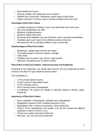 2
• More benefit and income
• Ensuring nutrition and addressing lack of nutrition
• Different use of resources • Increasing market supply of food items
• Higher production of various crops in shortest possible time at low cost.
Advantage of Rice-Fish Culture
• It enables production of different crops in the same field at the same time.
• One crop complements the other
• Maintains ecological balance
• Maintains fertility of the land
• Decreases pest infestation rate and minimizes cost for pesticide and fertilizers
• Facilitates year round income from different sections of the land
• Minimizes the risk by cultivating different crops in same field.
Disadvantages of Rice-Fish Culture
• Maintaining suitable water level for fish culture
• Fish might escape or die due to floods or drought.
• Theft of fish.
• Predators such as snake, frog, kite etc. might eat fish.
• Restriction of pesticide use in control of pests.
Role of fish in food and nutrition, national economy and livelihoods
According to the nutritionists, one should take minimum 45.3 gm protein/day of which
minimum one third (15.1gm) should be animal protein.
Fish contributes to -
• 3.74% of total national income
• 22.23% income of agricultural sector
• 2.70% of foreign income
• 65% of animal protein in Bangladesh
• In livelihoods- 8% people are directly or indirectly involved in fishing, culture,
trading etc.
Importance of Rice-Fish Culture
• Rice is cultivated in three-fourths cultivable land in Bangladesh
• Bangladesh produces 5.49% of global production of rice.
• Bangladesh is 5th in world rice production, China stands first.
• There is 79.1% carbohydrate, 6.4% protein, 0.4% fat, 8% mineral and sufficient
quantities of vitamin A and C in rice.
• 100 gm rice creates body heat of 364 kcal
• Rice husk, hay, bran are best animal food.
 