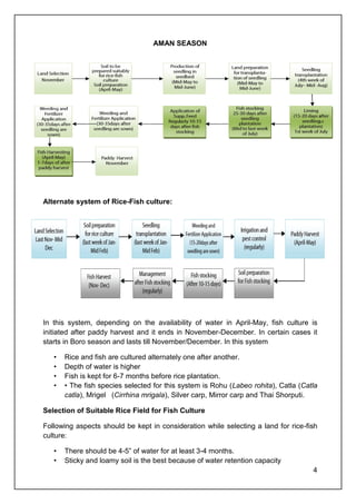 4
AMAN SEASON
Alternate system of Rice-Fish culture:
In this system, depending on the availability of water in April-May, fish culture is
initiated after paddy harvest and it ends in November-December. In certain cases it
starts in Boro season and lasts till November/December. In this system
• Rice and fish are cultured alternately one after another.
• Depth of water is higher
• Fish is kept for 6-7 months before rice plantation.
• • The fish species selected for this system is Rohu (Labeo rohita), Catla (Catla
catla), Mrigel (Cirrhina mrigala), Silver carp, Mirror carp and Thai Shorputi.
Selection of Suitable Rice Field for Fish Culture
Following aspects should be kept in consideration while selecting a land for rice-fish
culture:
• There should be 4-5” of water for at least 3-4 months.
• Sticky and loamy soil is the best because of water retention capacity
 