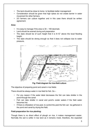 5
• The land should be close to home to facilitate better management
• Consideration should be given that high dykes do not create barrier in water
movement for other farmers.
• 2/3 farmers can culture together and in this case there should be written
agreement.
Area:
• It is easy to manage if the area is 30 – 100 decimals
• Land should be evened during soil preparation
• The dyke should be of such height that it is 8-12” above the local flooding
height.
• The dyke should be strong enough so that it does not collapse due to water
pressure.
Fig: Field diagram for rice-field culture
The objective of preparing pond and canal in rice fields:
There should be always water in rice field for fish. So –
• For any reason if the water label decreases the fish can take shelter in the
pond through the canal
• Fish can take shelter in canal and pond’s cooler waters if the field water
becomes hot.
• If there is infestation of rice pest, to control the pest the fish can be gathered in
the pond and canal by drying the field.
Field preparation for rice planting:
Though there is no direct effect of plough on rice, it makes management easier.
Normally the soil is softer in low land as it remains moist, therefore, the expected
 