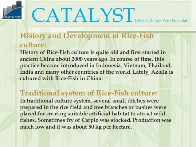 Rice and fish culture together Rice and fish culture together