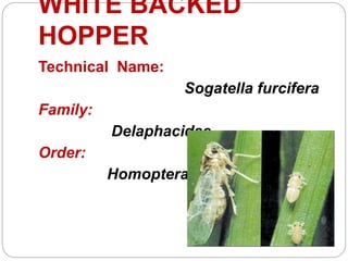 Hopper Rice Root Rice folder and hopper | PPTX