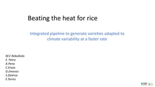 Beating the heat for rice
Integrated pipeline to generate varieties adapted to
climate variability at a faster rate
M.C Rebolledo
E. Petro
A.Pena
C.Erazo
D.Jimenez
S.Delerce
E.Torres
 