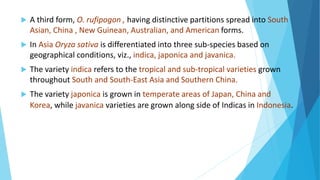  A third form, O. rufipogon , having distinctive partitions spread into South
Asian, China , New Guinean, Australian, and American forms.
 In Asia Oryza sativa is differentiated into three sub-species based on
geographical conditions, viz., indica, japonica and javanica.
 The variety indica refers to the tropical and sub-tropical varieties grown
throughout South and South-East Asia and Southern China.
 The variety japonica is grown in temperate areas of Japan, China and
Korea, while javanica varieties are grown along side of Indicas in Indonesia.
 