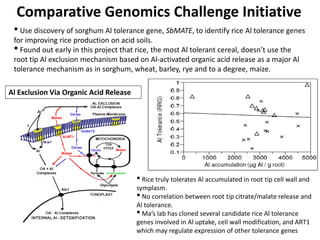 Comparative Genomics Challenge Initiative
• Use discovery of sorghum Al tolerance gene, SbMATE, to identify rice Al tolera...