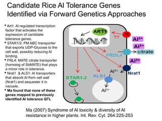 Ma (2007) Syndrome of Al toxicity & diversity of Al
resistance in higher plants. Int. Rev. Cyt. 264:225-253
Candidate Rice...