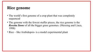 Rice Genomics & Whole Genome Sequencing.pptx