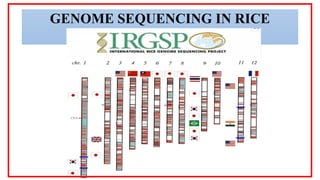Rice Genomics & Whole Genome Sequencing.pptx