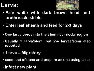Pests Infested Rice Stem Rice insect pests - GM | PPTX