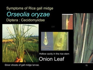 Rice insect pests - GM | PPTX