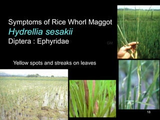 Maghoot Rice Rice insect pests - GM | PPTX