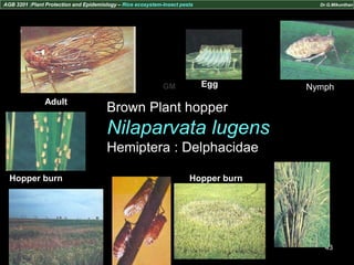 Hopperburn Rice Rice insect pests - GM | PPTX