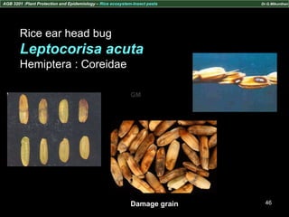 Rice insect pests - GM | PPTX