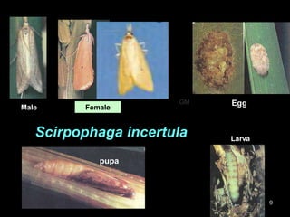Quirfa Insect Rice insect pests - GM | PPTX