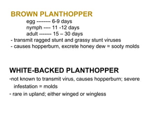 Hopperburn Rice RICE INSECT PESTS.pptwfdsbgesfdhytjyjjjj | PPT