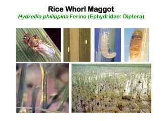 Maghoot Rice RICE INSECT PESTS.pptwfdsbgesfdhytjyjjjj | PPT