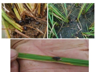Wood Insect In Rice RICE INSECT PESTS.pptwfdsbgesfdhytjyjjjj | PPT