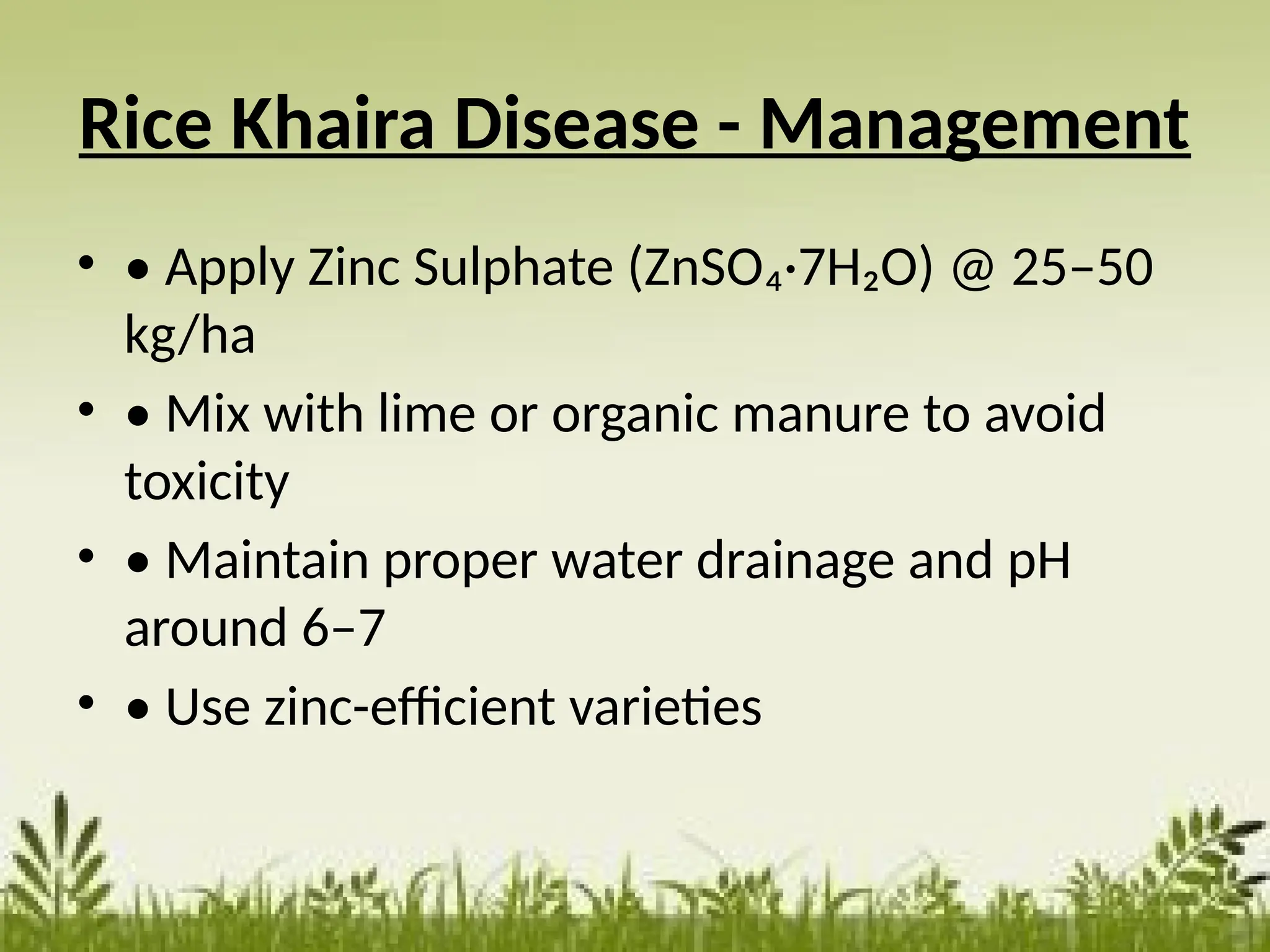 Rice Khaira Disease - Management
• • Apply Zinc Sulphate (ZnSO₄·7H₂O) @ 25–50
kg/ha
• • Mix with lime or organic manure to avoid
toxicity
• • Maintain proper water drainage and pH
around 6–7
• • Use zinc-efficient varieties
 