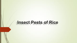 Insect Pests of Rice
 