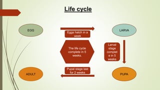 Life cycle
EGG LARVA
ADULT PUPA
Eggs hatch in a
week
Larval
stage
complet
e in 5
weeks
Pupal stage last
for 2 weeks
The life cycle
complete in 5
weeks.
 