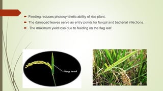  Feeding reduces photosynthetic ability of rice plant.
 The damaged leaves serve as entry points for fungal and bacterial infections.
 The maximum yield loss due to feeding on the flag leaf.
 