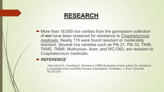 RESEARCH
 More than 18,000 rice varities from the germplasm collection
of IRRI have been screened for resistance to Cnaphalocrocis
medinalis. Nearly 115 were found resistant or moderately
resistant. Several rice varieties such as Ptb 21, Ptb 33, TKMI,
TKM2, TKM6, Muthuman- ikam, and WC1263, are resistant to
Cnaphalocrocis medinalis.
 REFERENCE
Heinrichs E A, Camafiag E, Romena A (1985) Evaluation of rice cultivar for resistance
to Cnaphalocrocis medinalis Guenée (Lepidoptera: Pyralidae). J. Econ. Entomol.
78:274-278.
 