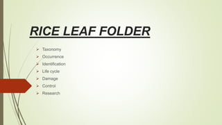 RICE LEAF FOLDER
 Taxonomy
 Occurrence
 Identification
 Life cycle
 Damage
 Control
 Research
 