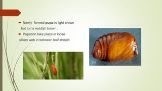  Newly formed pupa is light brown
but turns reddish brown .
 Pupation take place in loose
silken web in between leaf sheath
 